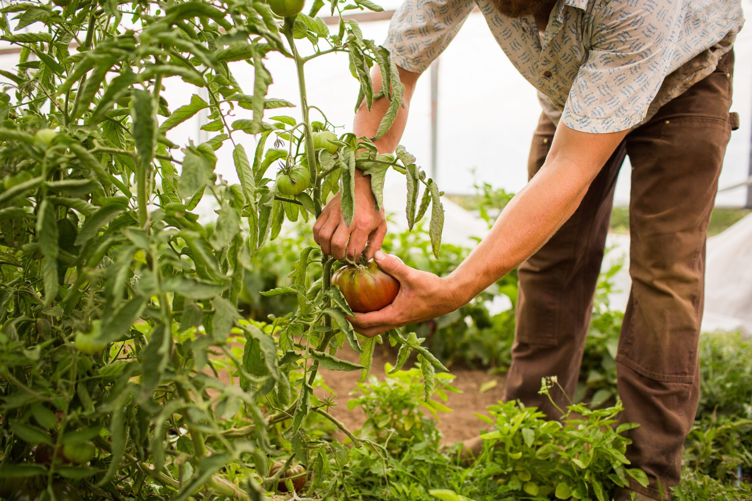 Closeup shot of a person picking the tomatoes off the plant in a farm – agricultural concept